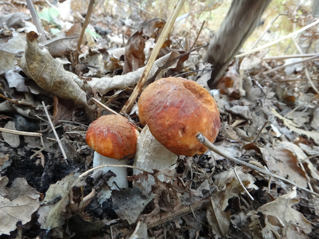 Etna Visit Sicily pagina ufficiale