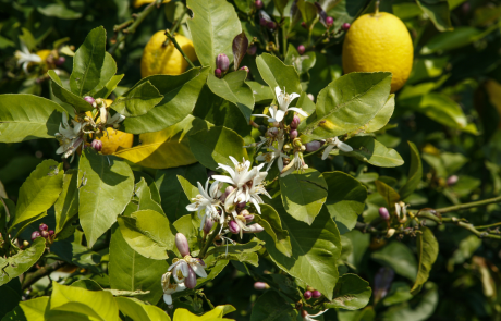 Limoni - credits: Archivio Regione Siciliana P.Barone