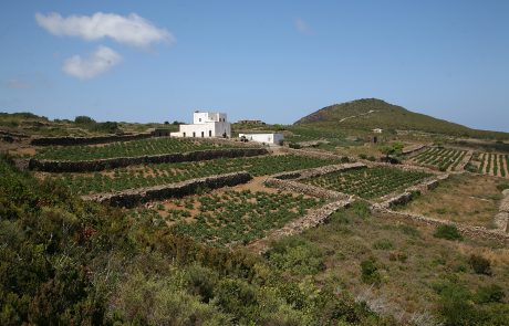 Pantelleria - Campo di vigneti - ph P.Barone