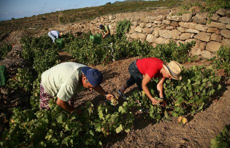 UNESCO - Pantelleria - La Vite ad alberello di Pantelleria - P.Barone