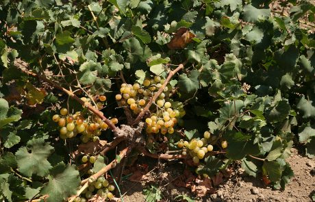Pantelleria - La Vite ad alberello di Pantelleria - P.Barone