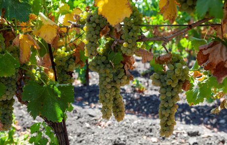 Cibo_Vendemmia_Milazzo_Uva_01_© Benedetto Tarantino