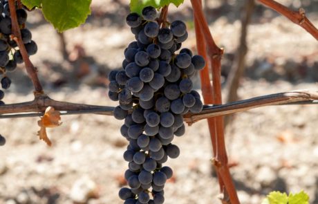 Cibo_Vendemmia_Milazzo_Uva_02_© Benedetto Tarantino