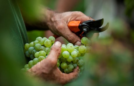 Cibo_Vendemmia_Uva_01_© Benedetto Tarantino
