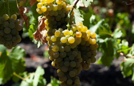 Cibo_Vendemmia_Uva_02_© Benedetto Tarantino