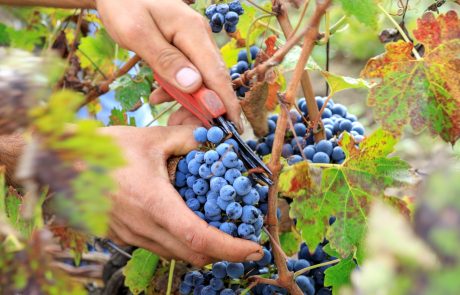 Cibo_Vendemmia_Uva_03_© Benedetto Tarantino