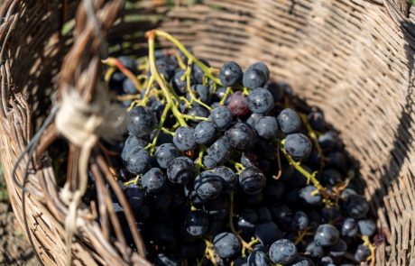 Cibo_Vendemmia_Uva_04_© Benedetto Tarantino