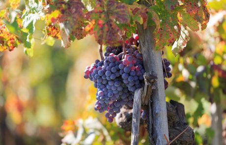 Cibo_Vendemmia_Uva_05_© Benedetto Tarantino