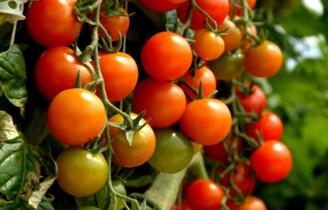Pomodori Pachino IGP