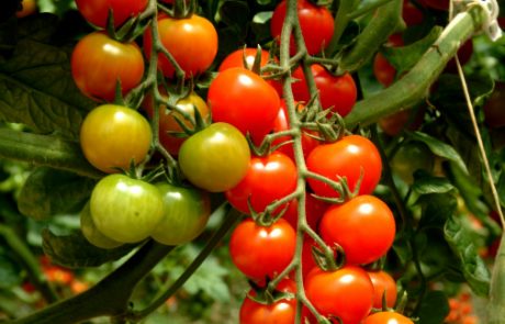 pomodori pachino
