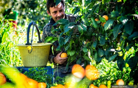 Arance Palagonia - ph Calcagno