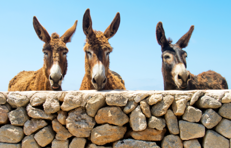 Favignana- credits: Archivio Regione Siciliana Just Maria