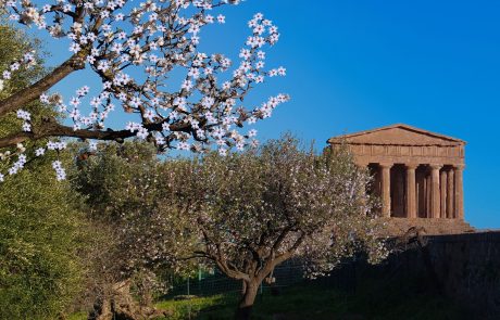 Mandorlo in Fiore - Agrigento