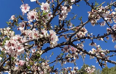 Mandorlo in fiore - credits: Rosa Celauro