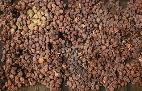 Passito di Pantelleria - Archivio Regione Siciliana ph P.Barone