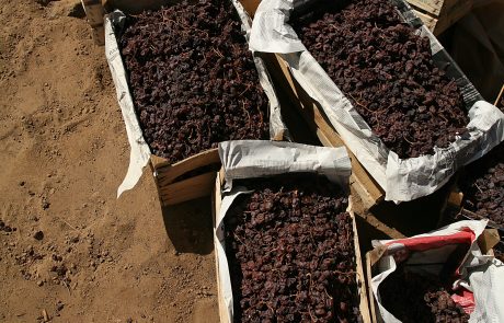 Passito di Pantelleria - Archivio Regione Siciliana ph P.Barone
