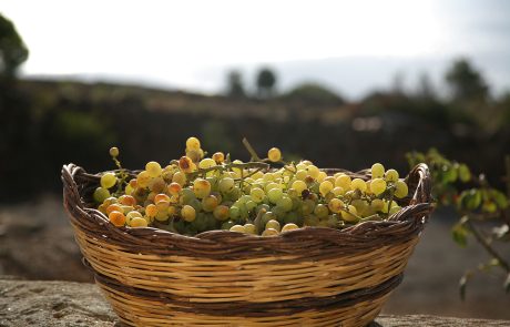 Pantelleria - Zibibbo - P.Barone